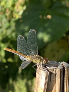 Libelle 2
