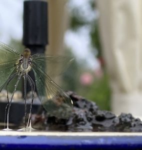 Libelle
