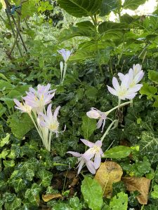 Blumen und mehr