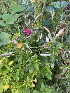 Rattenschwanzrettich Samen