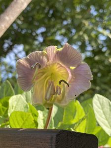 Glockenrebe Blüte