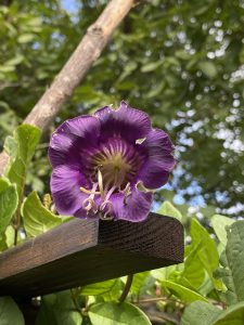 Glockenrebe Blüte violett