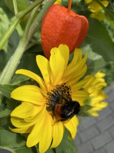 Sonnenblume mit Hummel