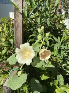 Malvenblüte gelb