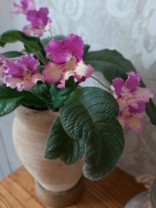 Gelenkblume in voller Blüte